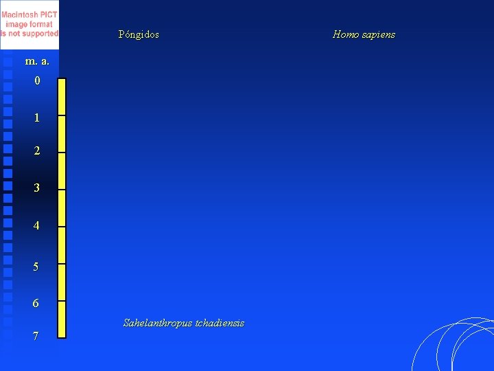 Póngidos m. a. 0 1 2 3 4 5 6 7 Sahelanthropus tchadiensis Homo