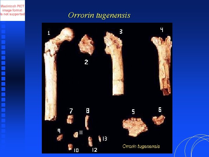 Orrorin tugenensis 
