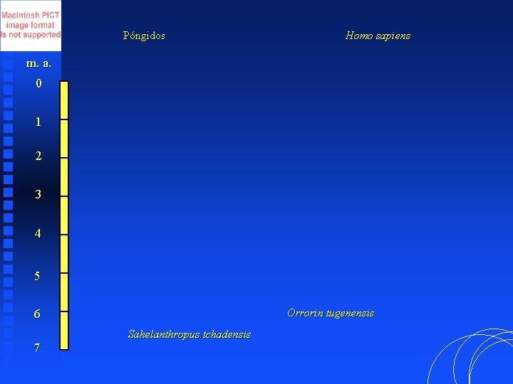 Póngidos Homo sapiens m. a. 0 1 2 3 4 5 Orrorin tugenensis 6