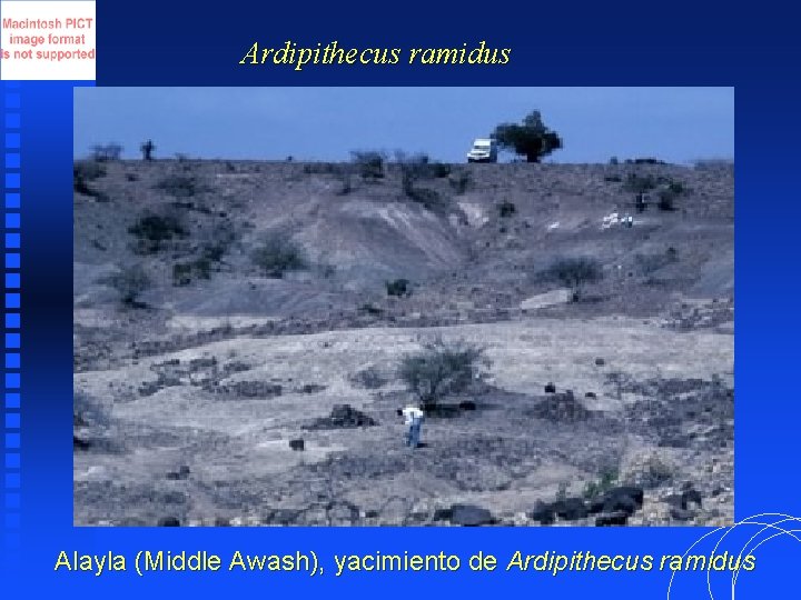 Ardipithecus ramidus Alayla (Middle Awash), yacimiento de Ardipithecus ramidus 