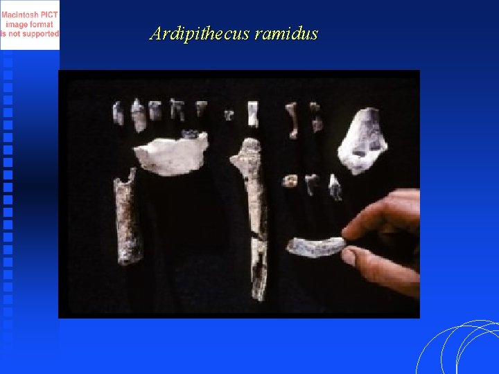 Ardipithecus ramidus 