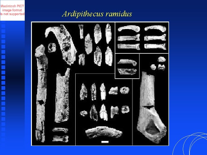 Ardipithecus ramidus 