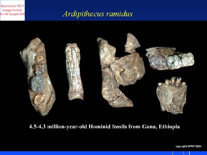 Ardipithecus ramidus 