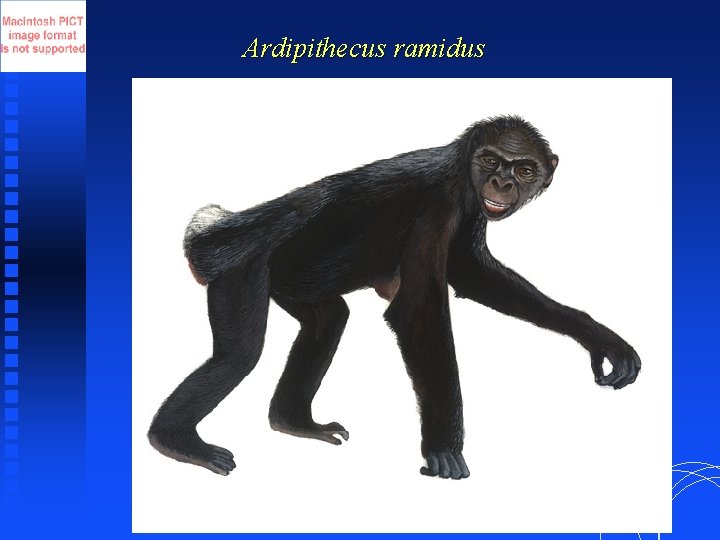 Ardipithecus ramidus 