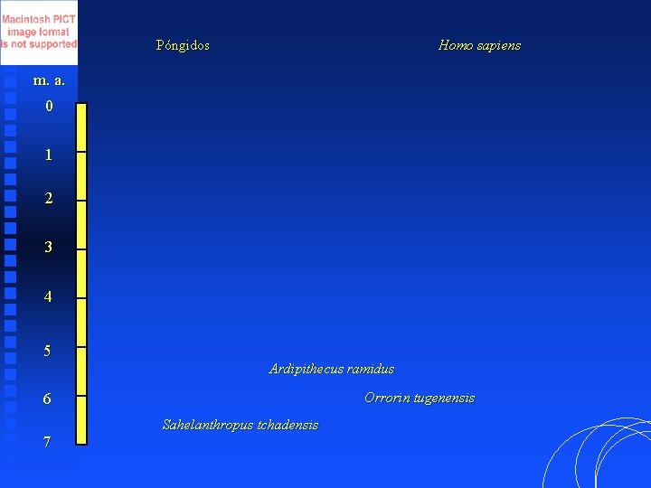 Póngidos Homo sapiens m. a. 0 1 2 3 4 5 Ardipithecus ramidus Orrorin