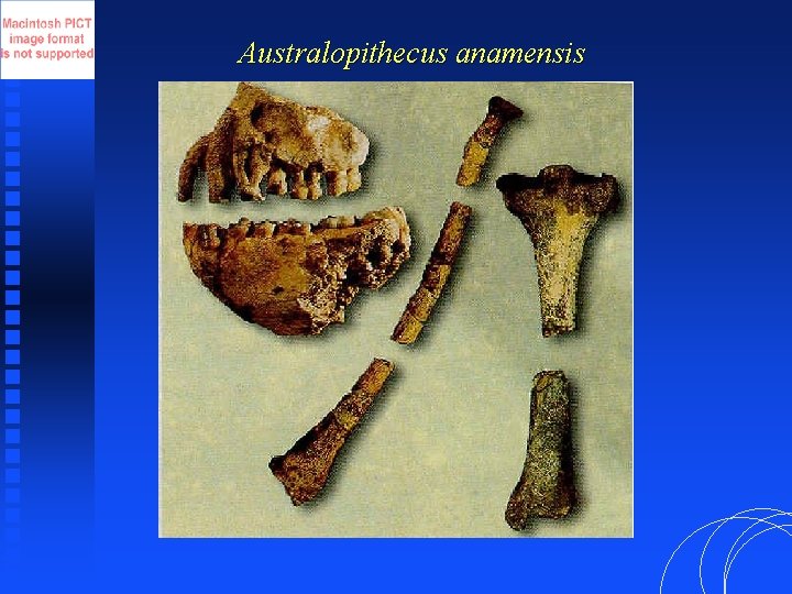 Australopithecus anamensis 