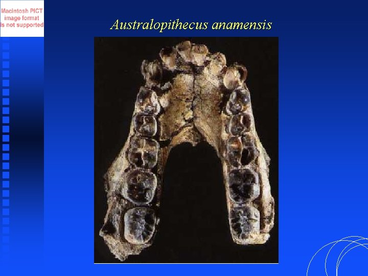 Australopithecus anamensis 