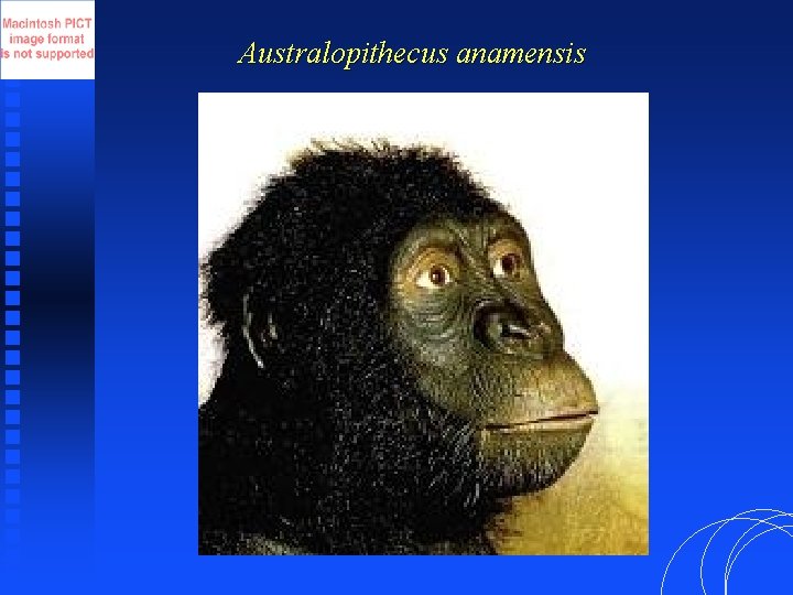 Australopithecus anamensis 