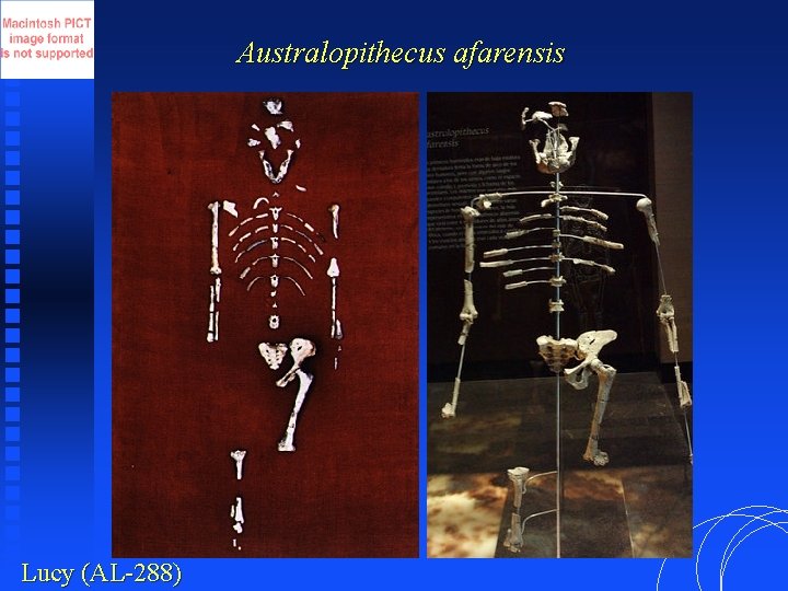 Australopithecus afarensis Lucy (AL-288) 