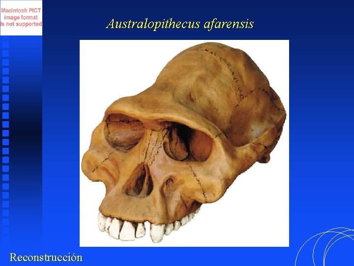 Australopithecus afarensis Reconstrucción 