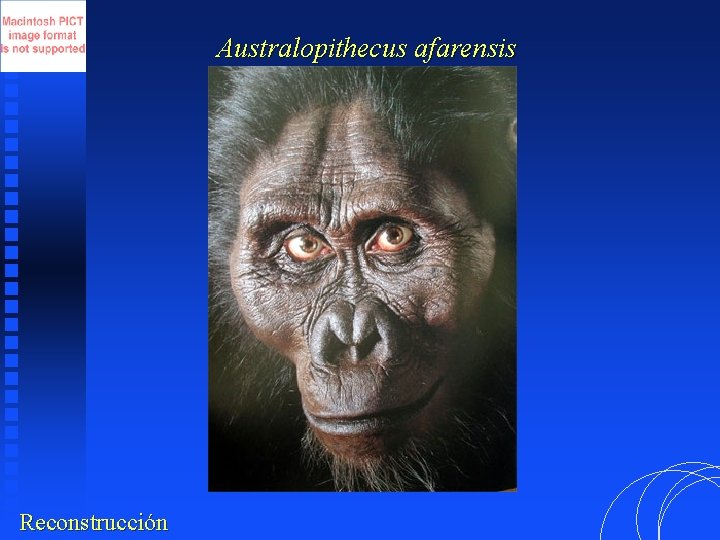 Australopithecus afarensis Reconstrucción 