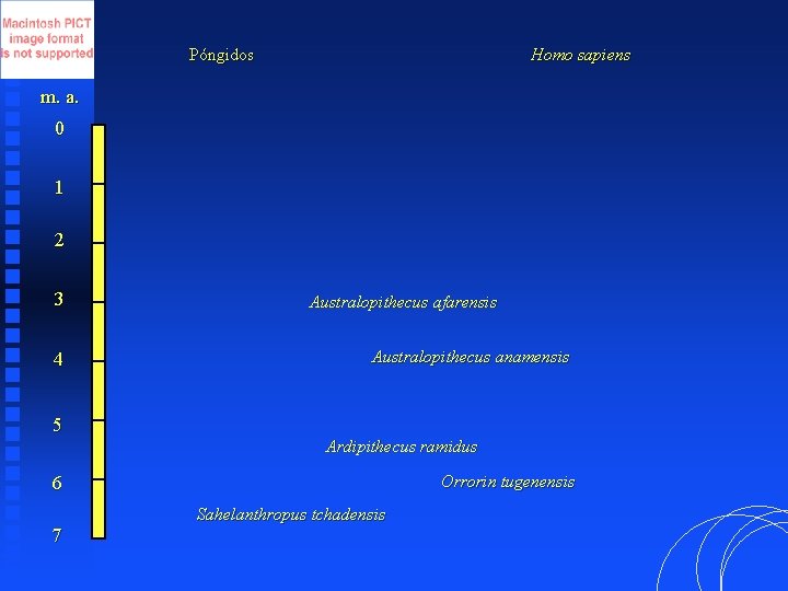 Póngidos Homo sapiens m. a. 0 1 2 3 4 5 Australopithecus afarensis Australopithecus