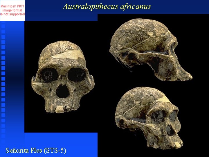 Australopithecus africanus Señorita Ples (STS-5) 