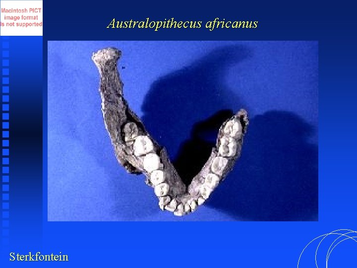 Australopithecus africanus Sterkfontein 