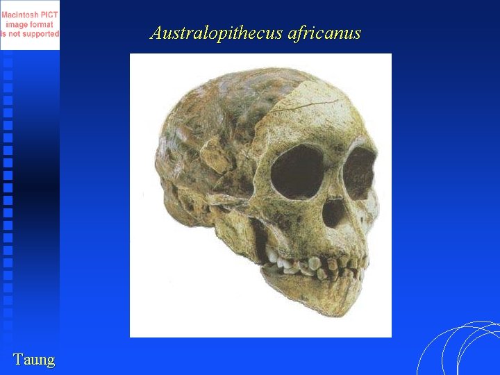 Australopithecus africanus Taung 