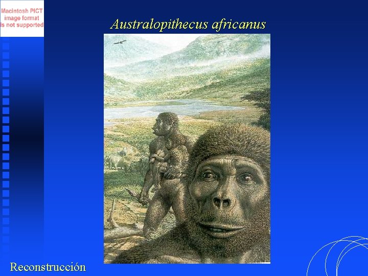 Australopithecus africanus Reconstrucción 