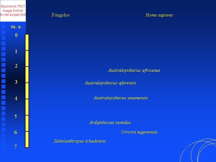 Póngidos Homo sapiens m. a. 0 1 2 3 4 5 Australopithecus africanus Australopithecus