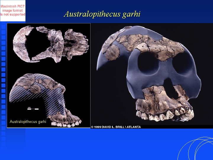 Australopithecus garhi 