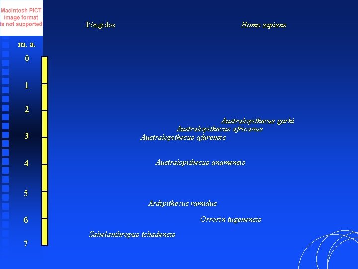 Póngidos Homo sapiens m. a. 0 1 2 3 4 5 Australopithecus garhi Australopithecus