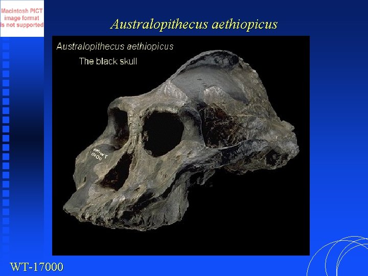 Australopithecus aethiopicus WT-17000 
