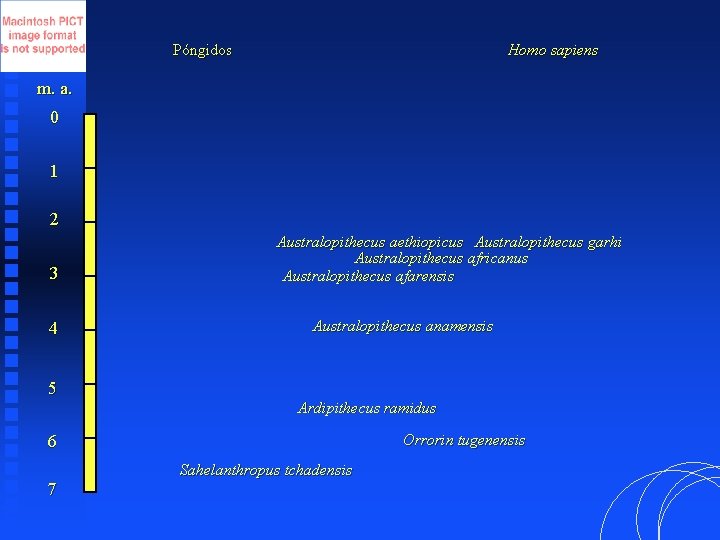 Póngidos Homo sapiens m. a. 0 1 2 3 4 5 Australopithecus aethiopicus Australopithecus