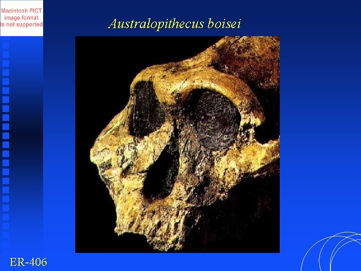 Australopithecus boisei ER-406 