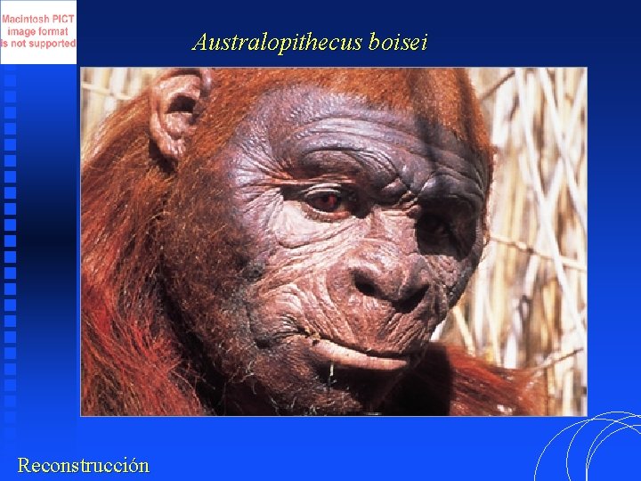 Australopithecus boisei Reconstrucción 