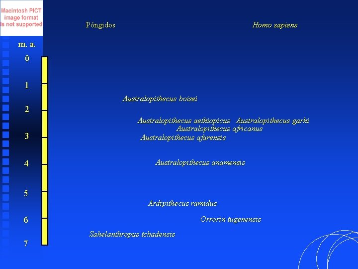 Póngidos Homo sapiens m. a. 0 1 Australopithecus boisei 2 3 4 5 Australopithecus