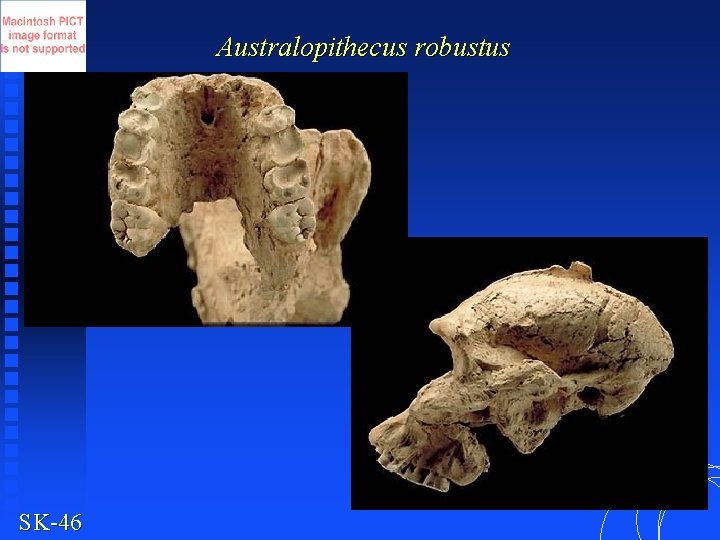Australopithecus robustus SK-46 