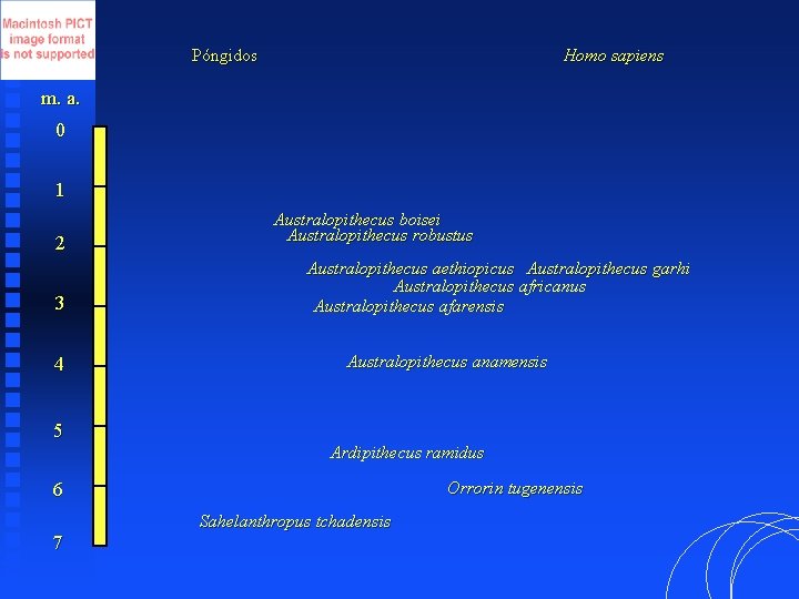 Póngidos Homo sapiens m. a. 0 1 2 3 4 5 Australopithecus boisei Australopithecus
