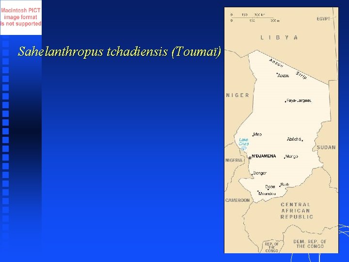 Sahelanthropus tchadiensis (Toumaï) 