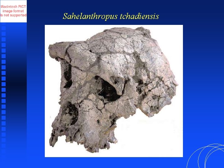 Sahelanthropus tchadiensis 