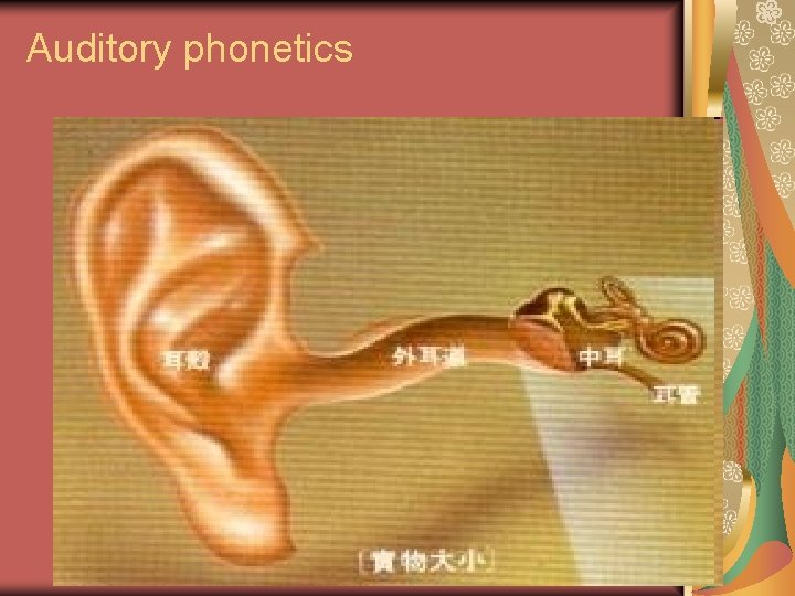 Auditory phonetics 