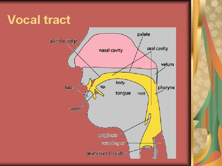 Vocal tract 