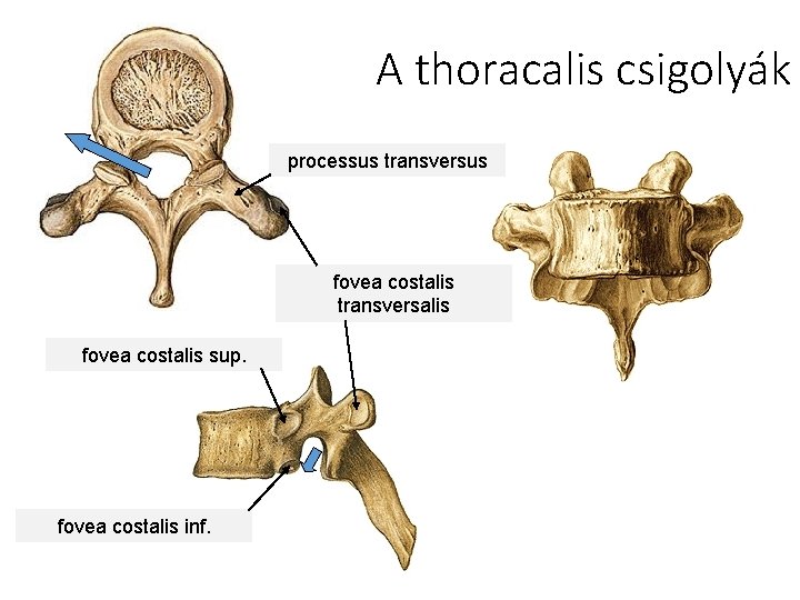 A thoracalis csigolyák processus transversus fovea costalis transversalis fovea costalis sup. fovea costalis inf.