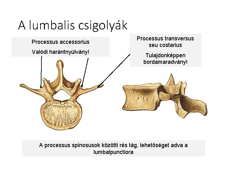 A lumbalis csigolyák Processus accessorius Valódi harántnyúlvány! Processus transversus seu costarius Tulajdonképpen bordamaradvány! A