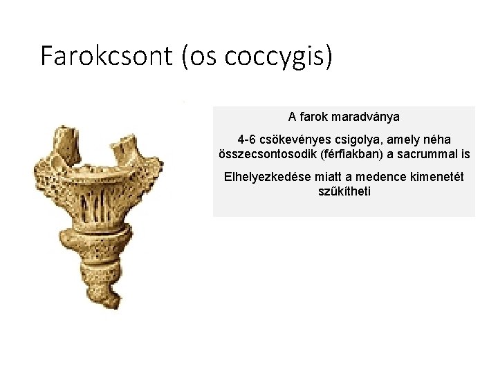 Farokcsont (os coccygis) A farok maradványa 4 -6 csökevényes csigolya, amely néha összecsontosodik (férfiakban)