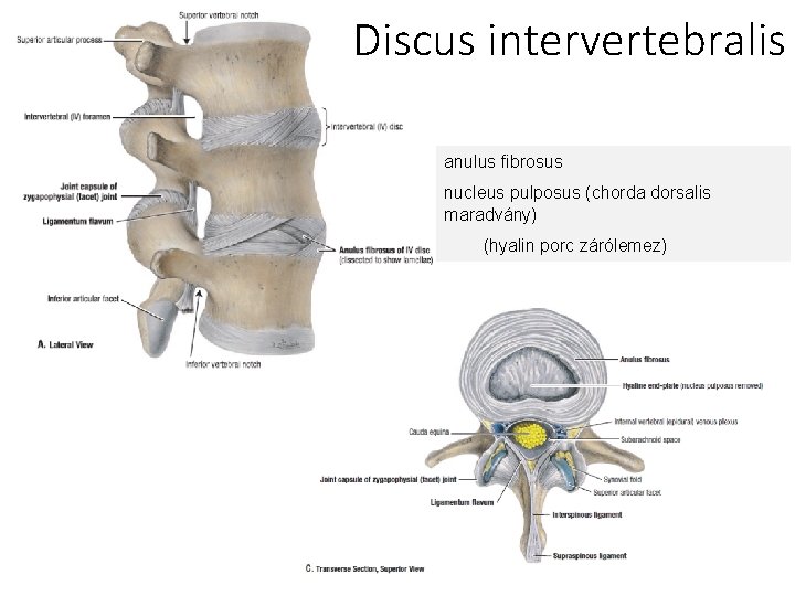 Discus intervertebralis anulus fibrosus nucleus pulposus (chorda dorsalis maradvány) (hyalin porc zárólemez) 