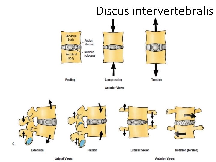 Discus intervertebralis 