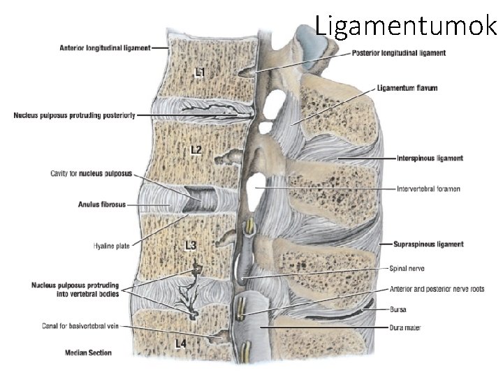 Ligamentumok 