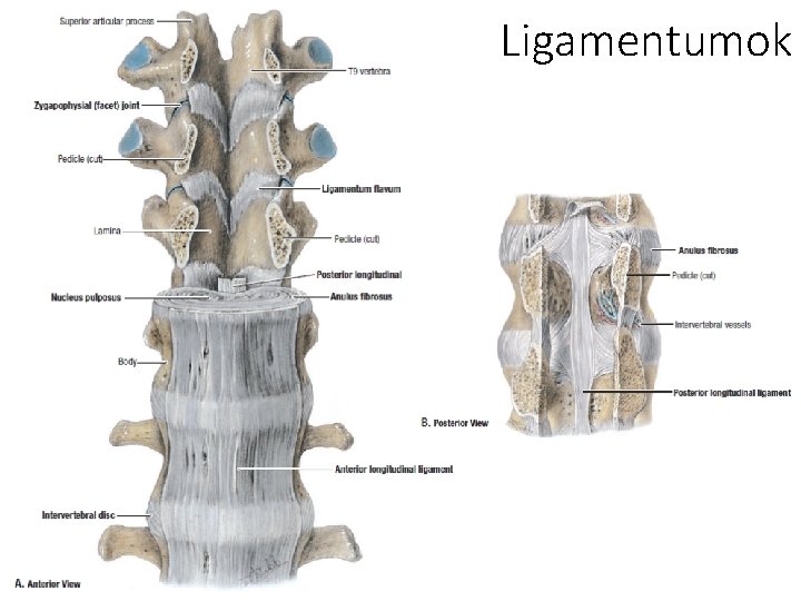 Ligamentumok 