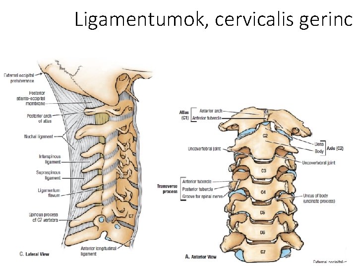 Ligamentumok, cervicalis gerinc 