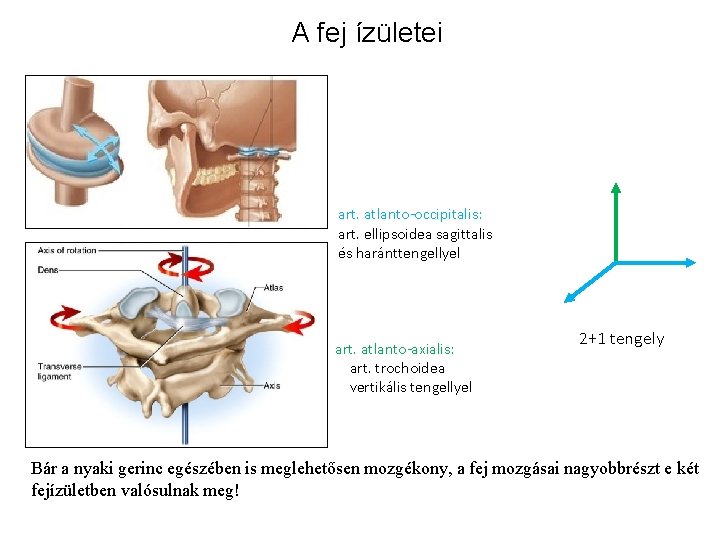 A fej ízületei art. atlanto-occipitalis: art. ellipsoidea sagittalis és haránttengellyel art. atlanto-axialis: art. trochoidea