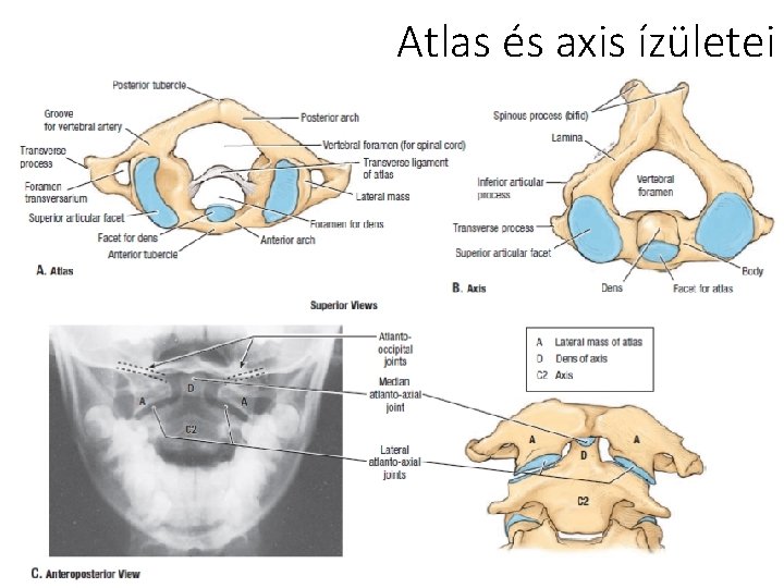 Atlas és axis ízületei 