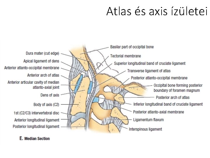 Atlas és axis ízületei 