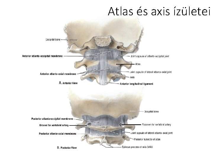 Atlas és axis ízületei 