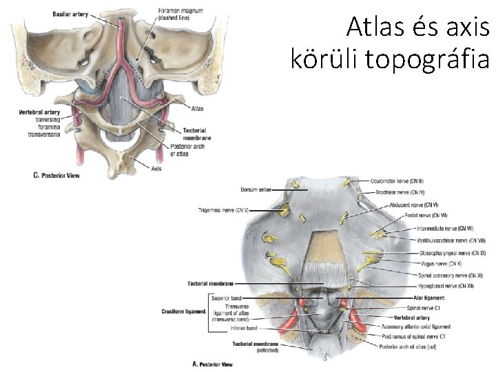 Atlas és axis körüli topográfia 