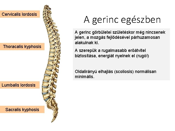 Cervicalis lordosis Thoracalis kyphosis A gerinc egészben A gerinc görbületei születéskor még nincsenek jelen,