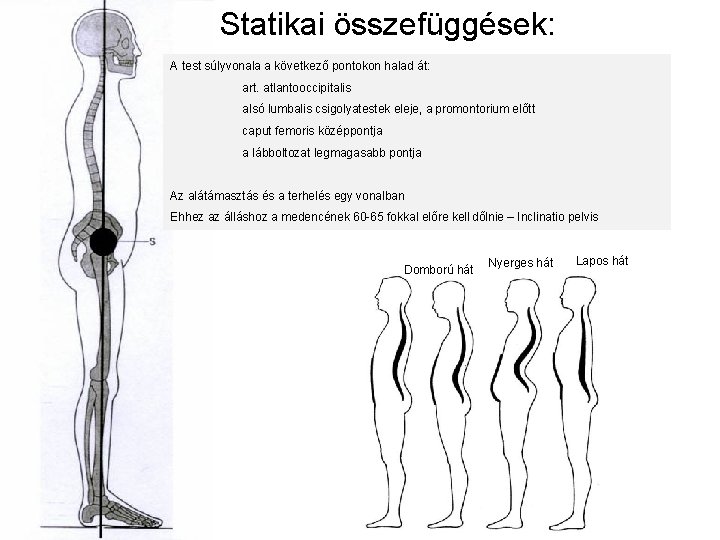 Statikai összefüggések: A test súlyvonala a következő pontokon halad át: art. atlantooccipitalis súlyvonal alsó