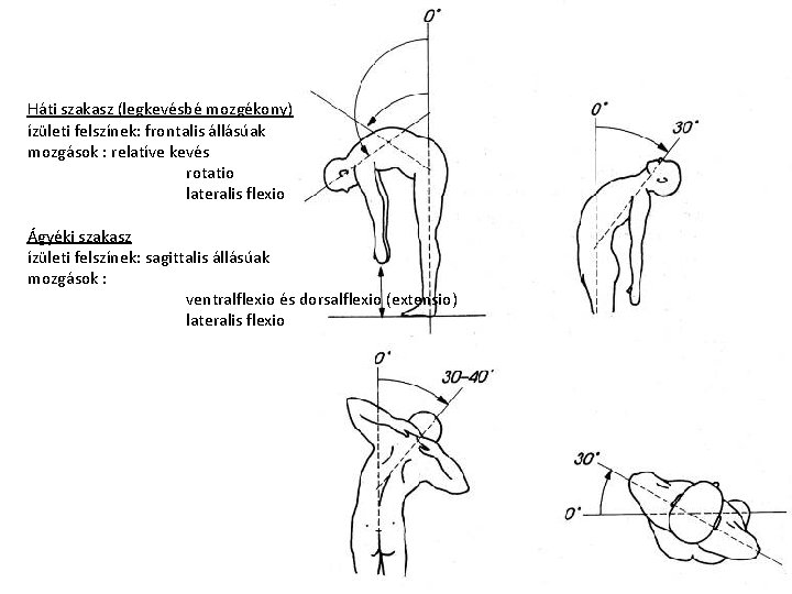 Háti szakasz (legkevésbé mozgékony) ízületi felszínek: frontalis állásúak mozgások : relatíve kevés rotatio lateralis